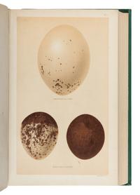 [Natural History]. Seebohm, Henry (1832-1895). A History of British Birds, with Coloured Illustrations of their Eggs . London: R.H. Porter and Dulau & Co., 1883-1885.
