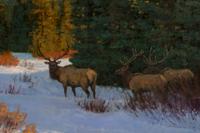 High Country Light , 1999