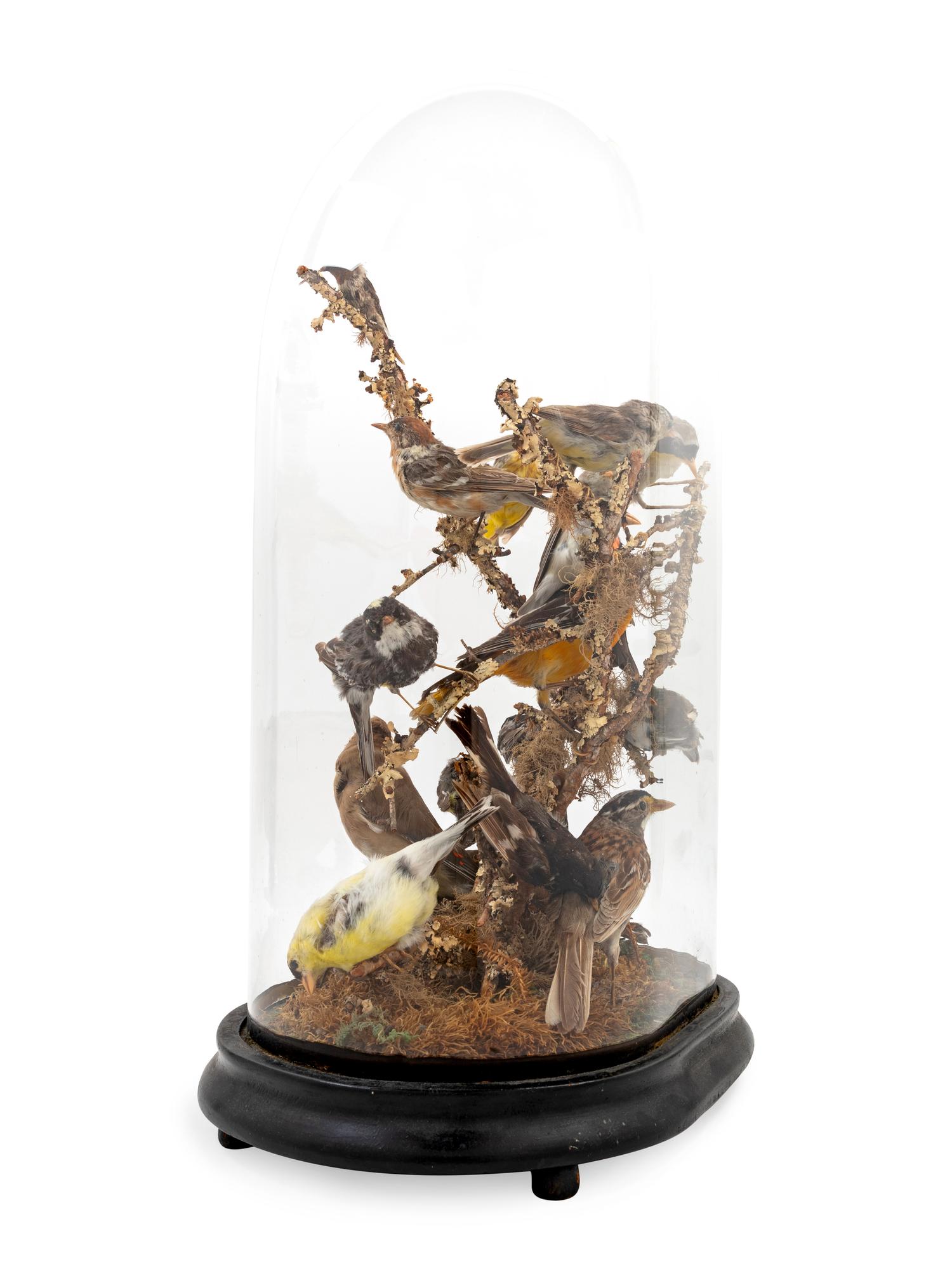 A Victorian Taxidermy Bird Diorama