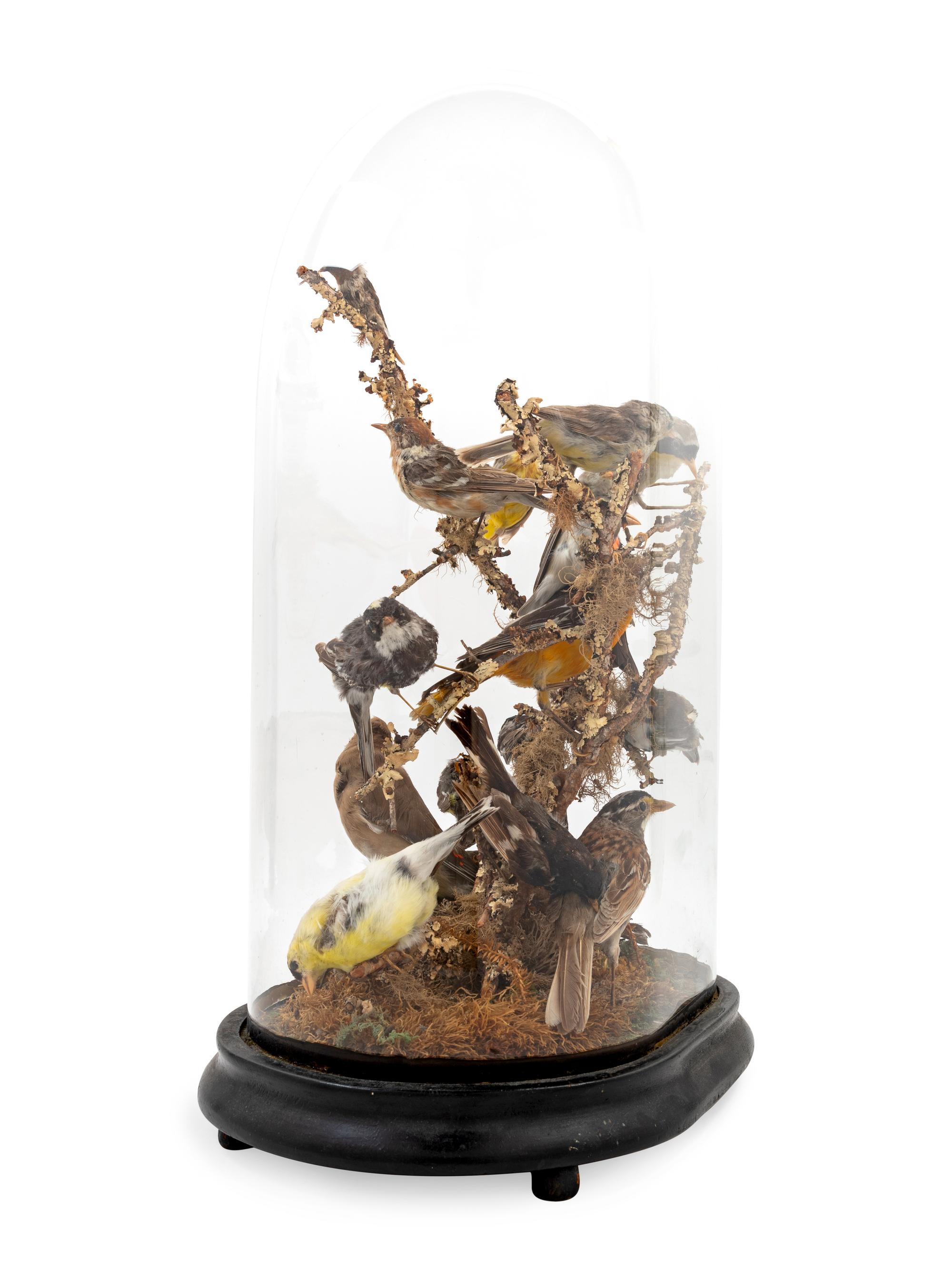 A Victorian Taxidermy Bird Diorama