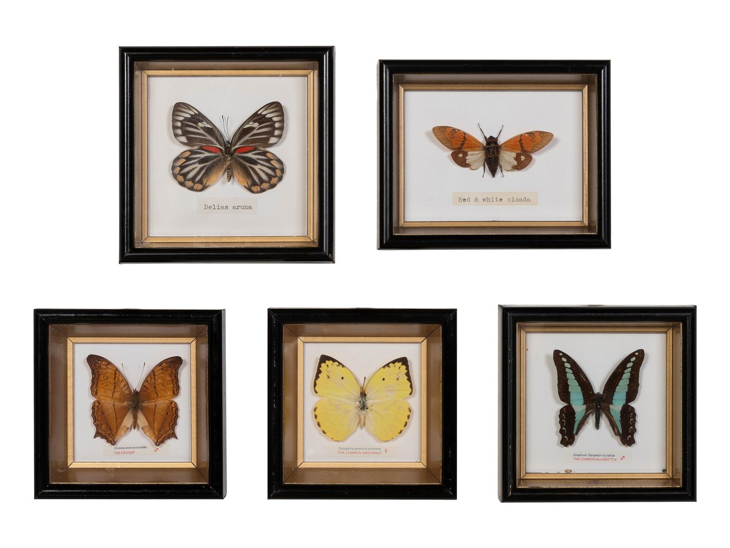 Thirty-One Framed Lepidopterological Specimens