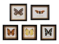 Thirty-One Framed Lepidopterological Specimens