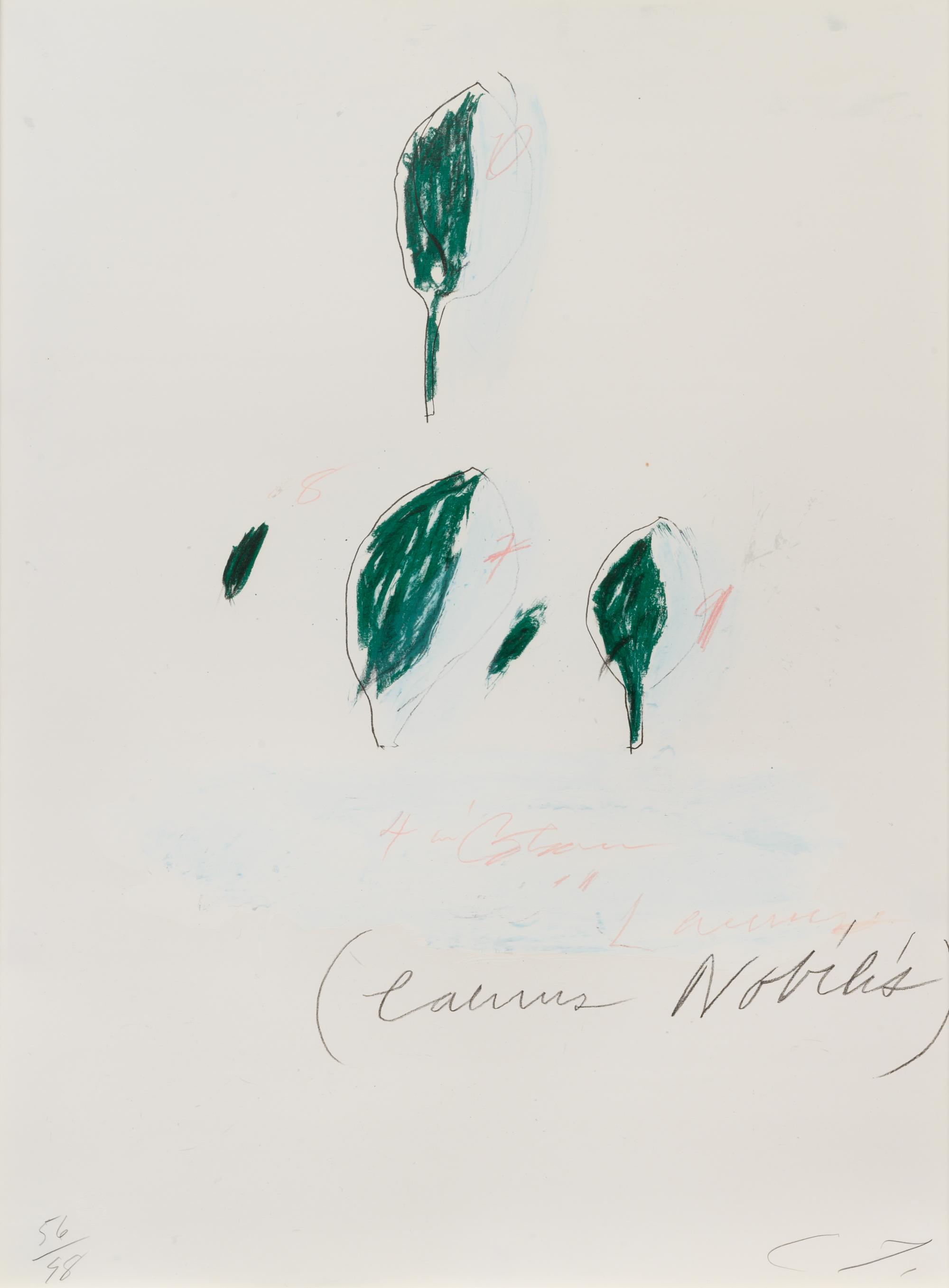Natural History Part II: Some Trees of Italy (complete portfolio of 8)