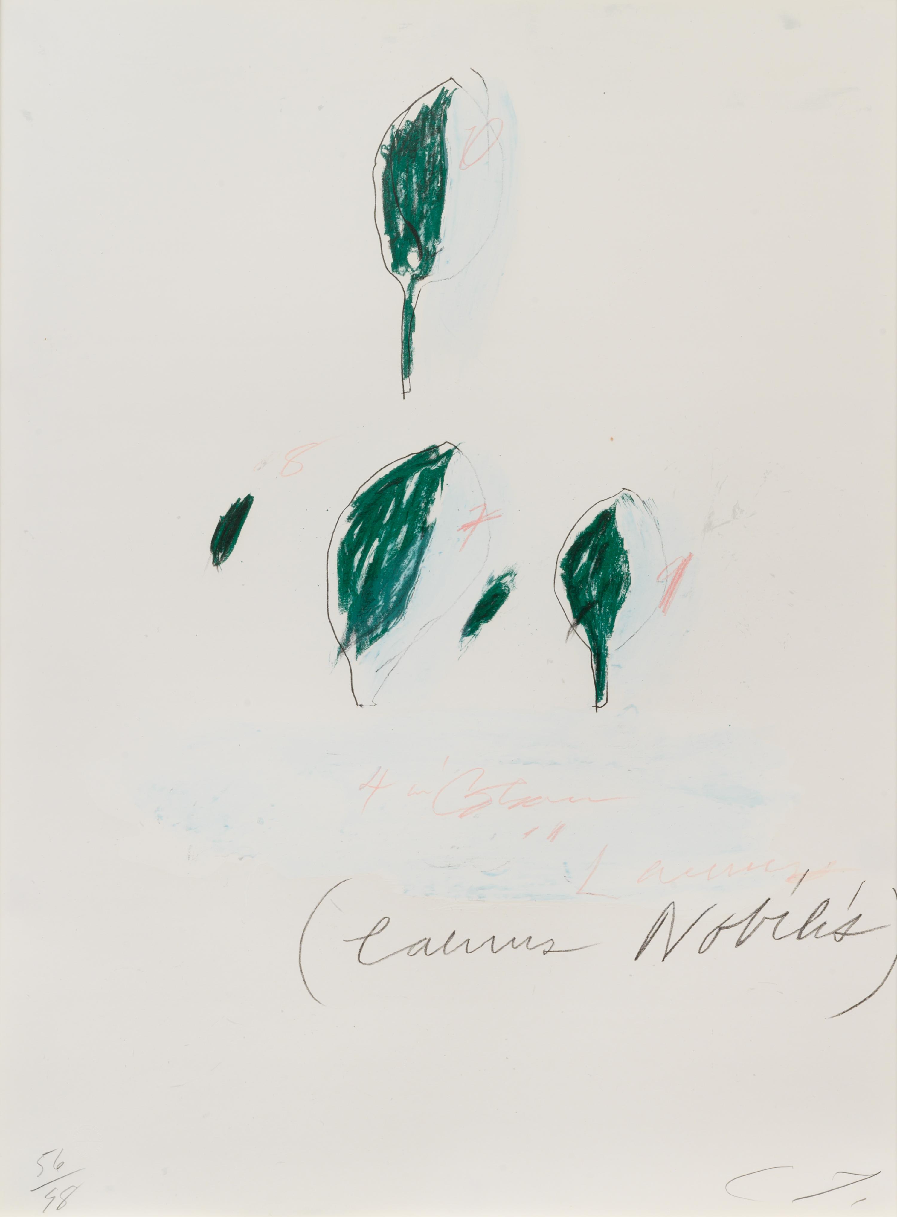 Natural History Part II: Some Trees of Italy (complete portfolio of 8)