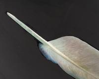Feather