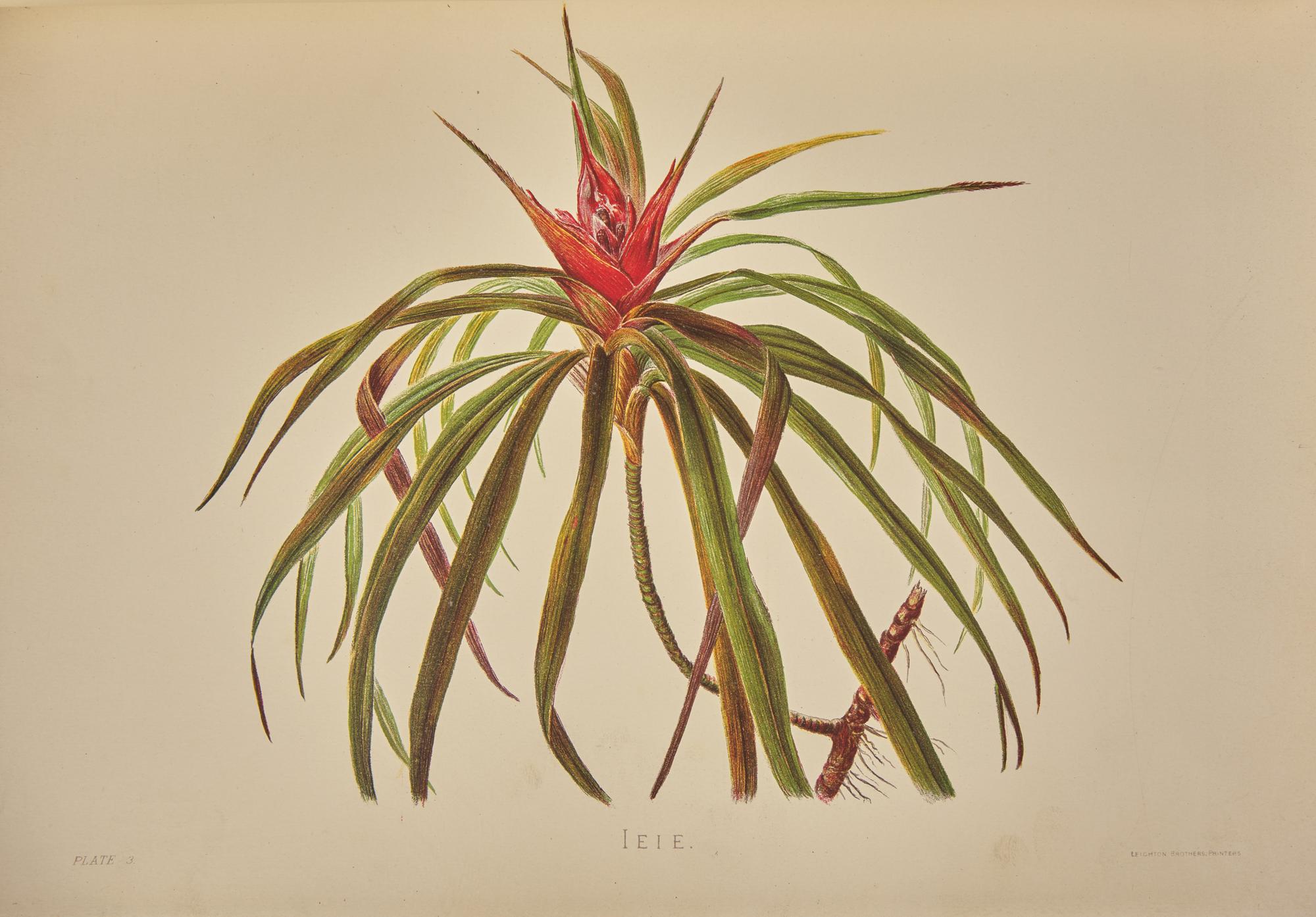 [Natural History] Sinclair, Isabella. Indigenous Flowers of the Hawaiian Islands
