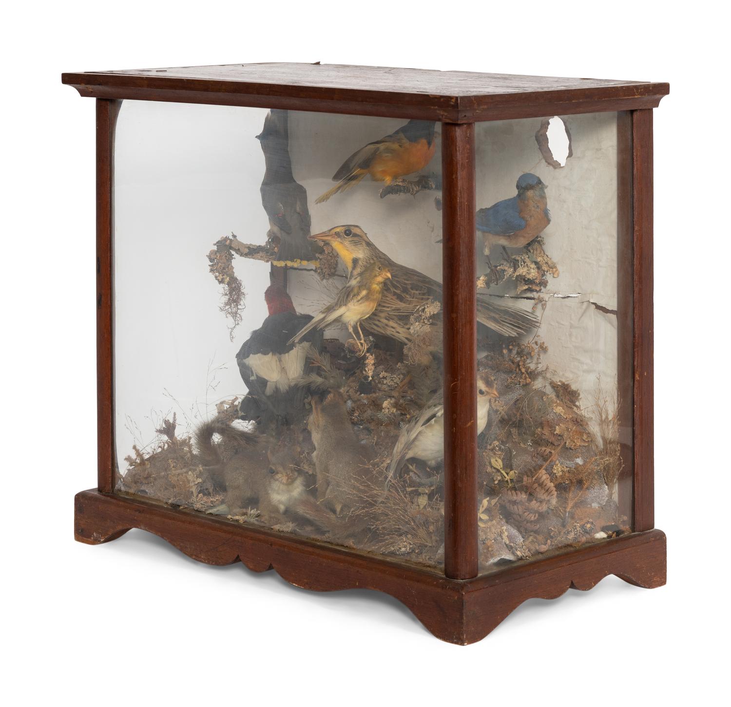 A Victorian Taxidermy Diorama