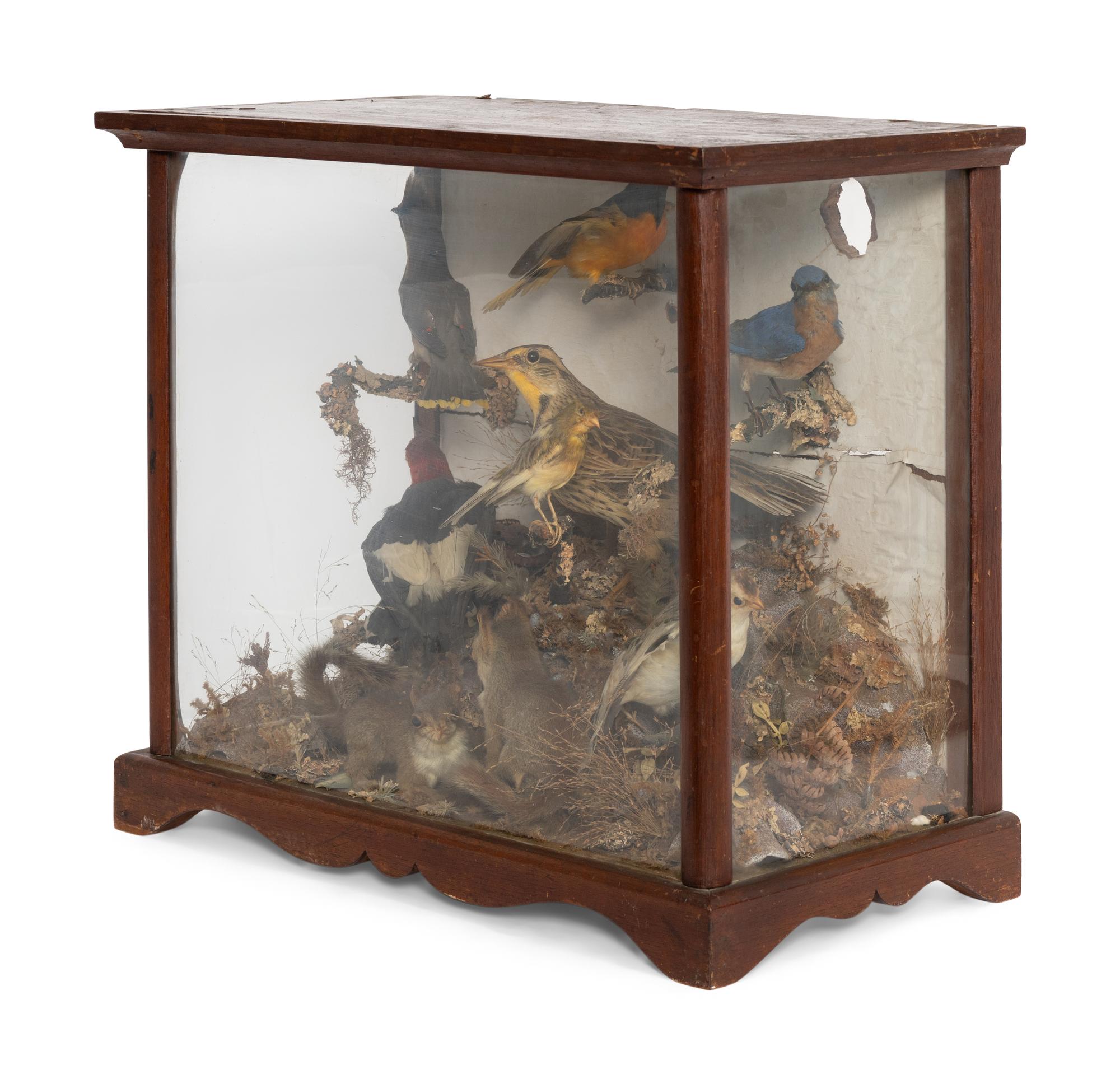 A Victorian Taxidermy Diorama