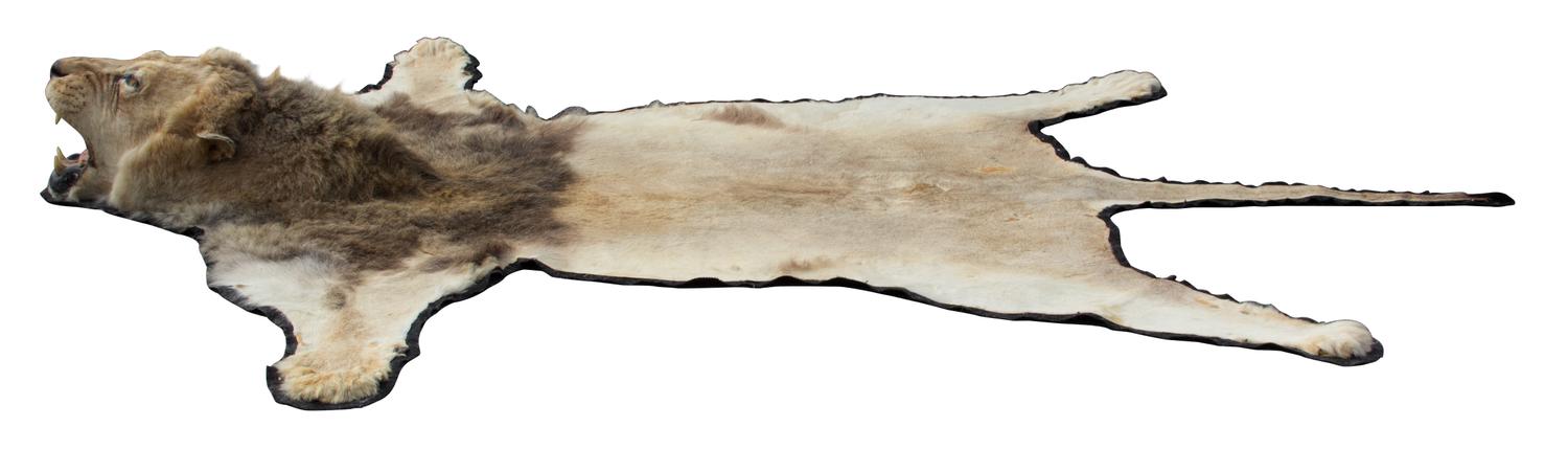 A Lion Skin Rug Length 82 x width 77 inches.