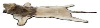 A Lion Skin Rug Length 82 x width 77 inches.