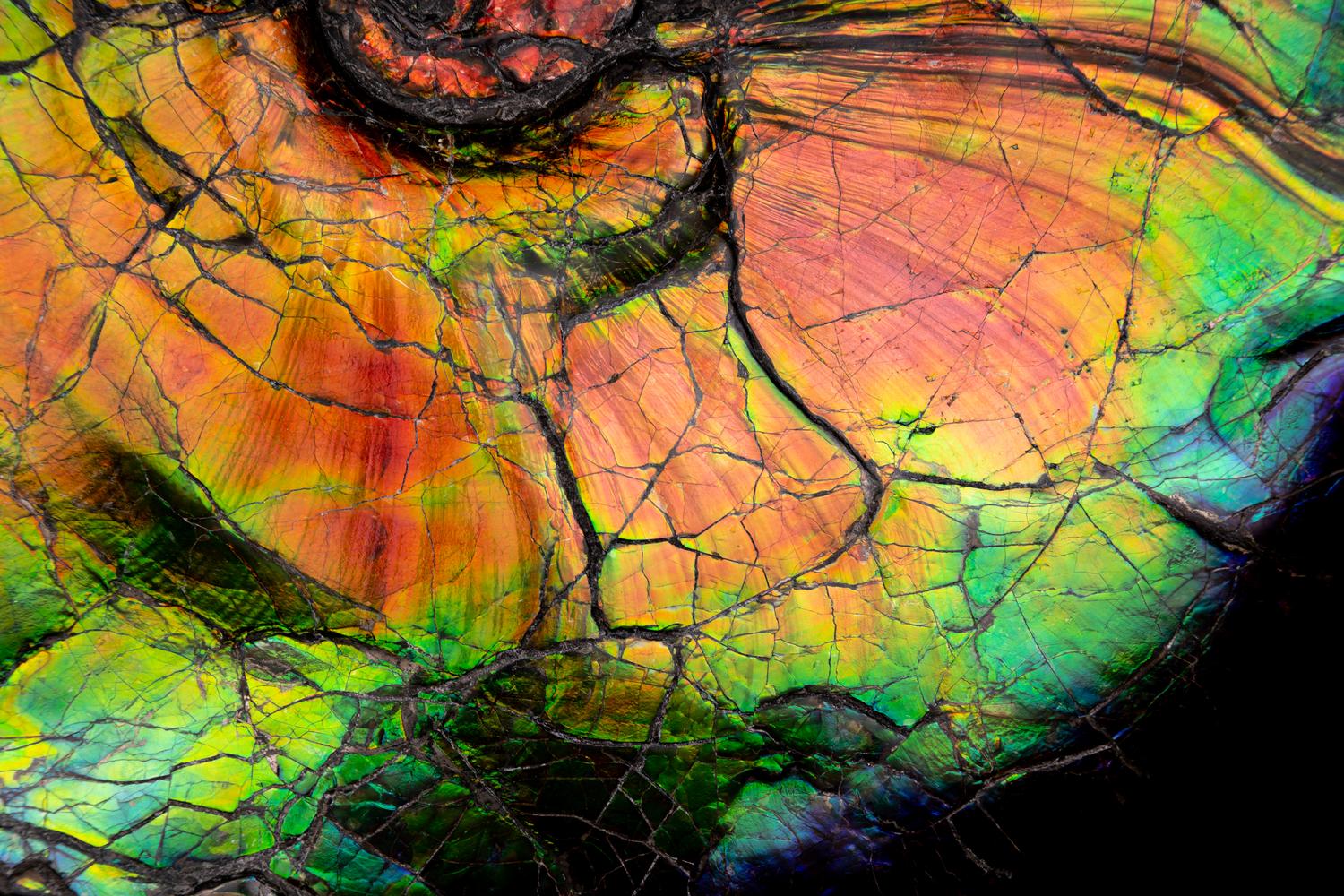 A Large Iridescent Ammonite Fossil (Placenticeras costatum)