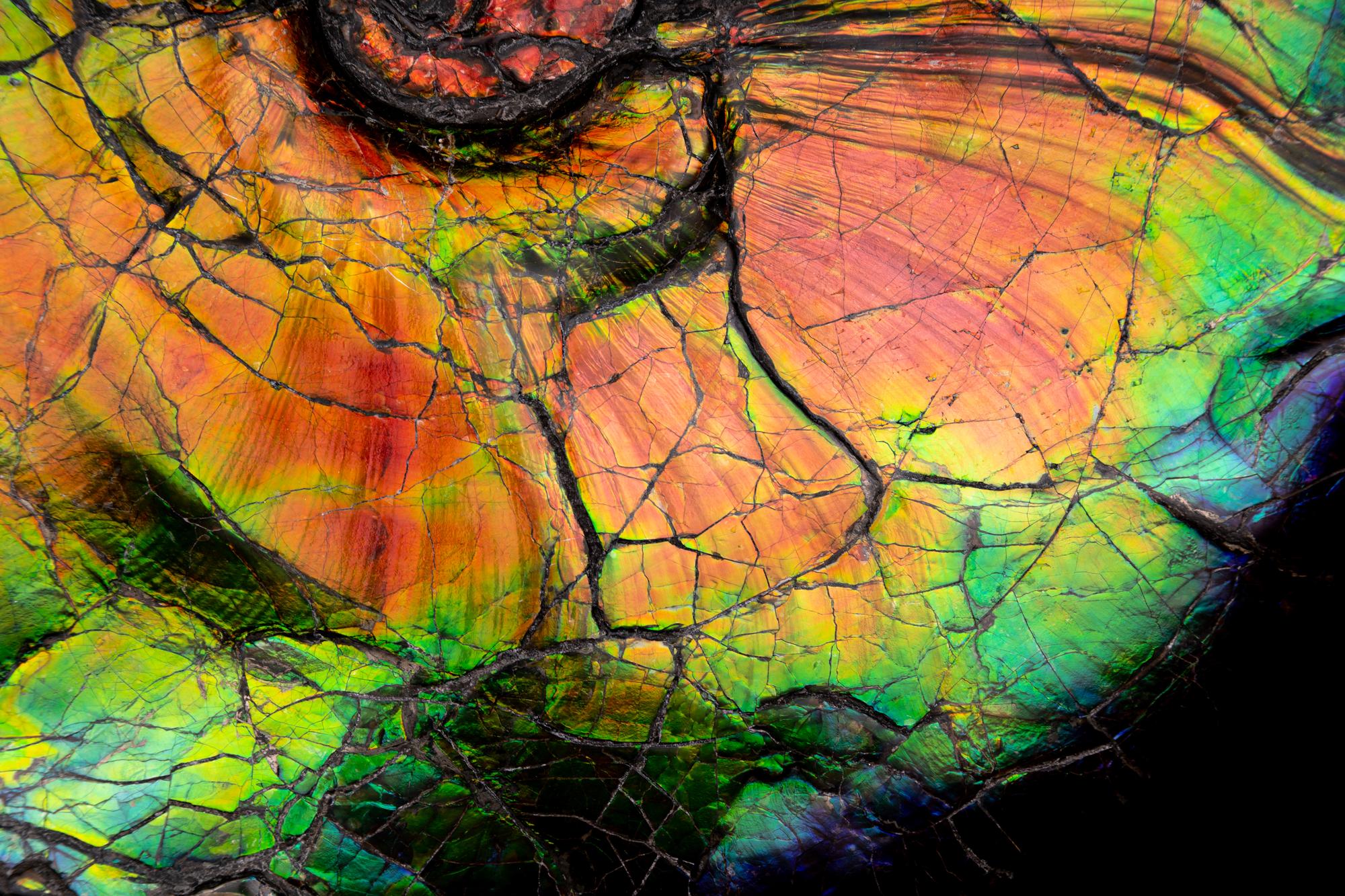 A Large Iridescent Ammonite Fossil (Placenticeras costatum)