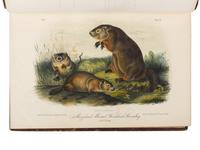 AUDUBON, John James (1785-1851) and John BACHMAN (1790-1874). The Quadrupeds of North America . New York: V.G. Audubon, 1849, 1851, 1854.