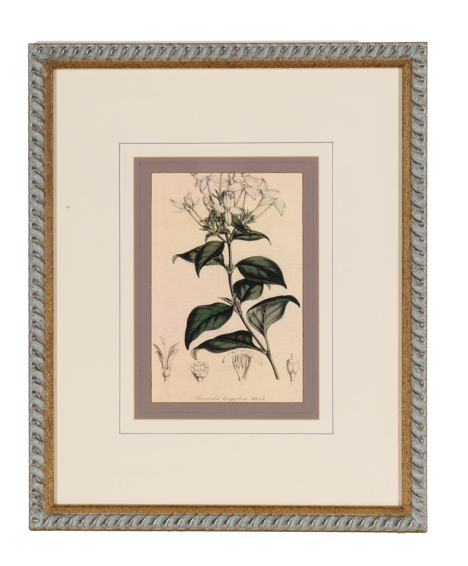 A Set of Six Hand-Colored Botanical Lithographs from L'illustration Horticole: Journal Special Des Serres Et Des Jardins