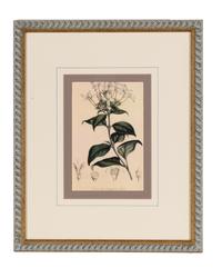 A Set of Six Hand-Colored Botanical Lithographs from L'illustration Horticole: Journal Special Des Serres Et Des Jardins