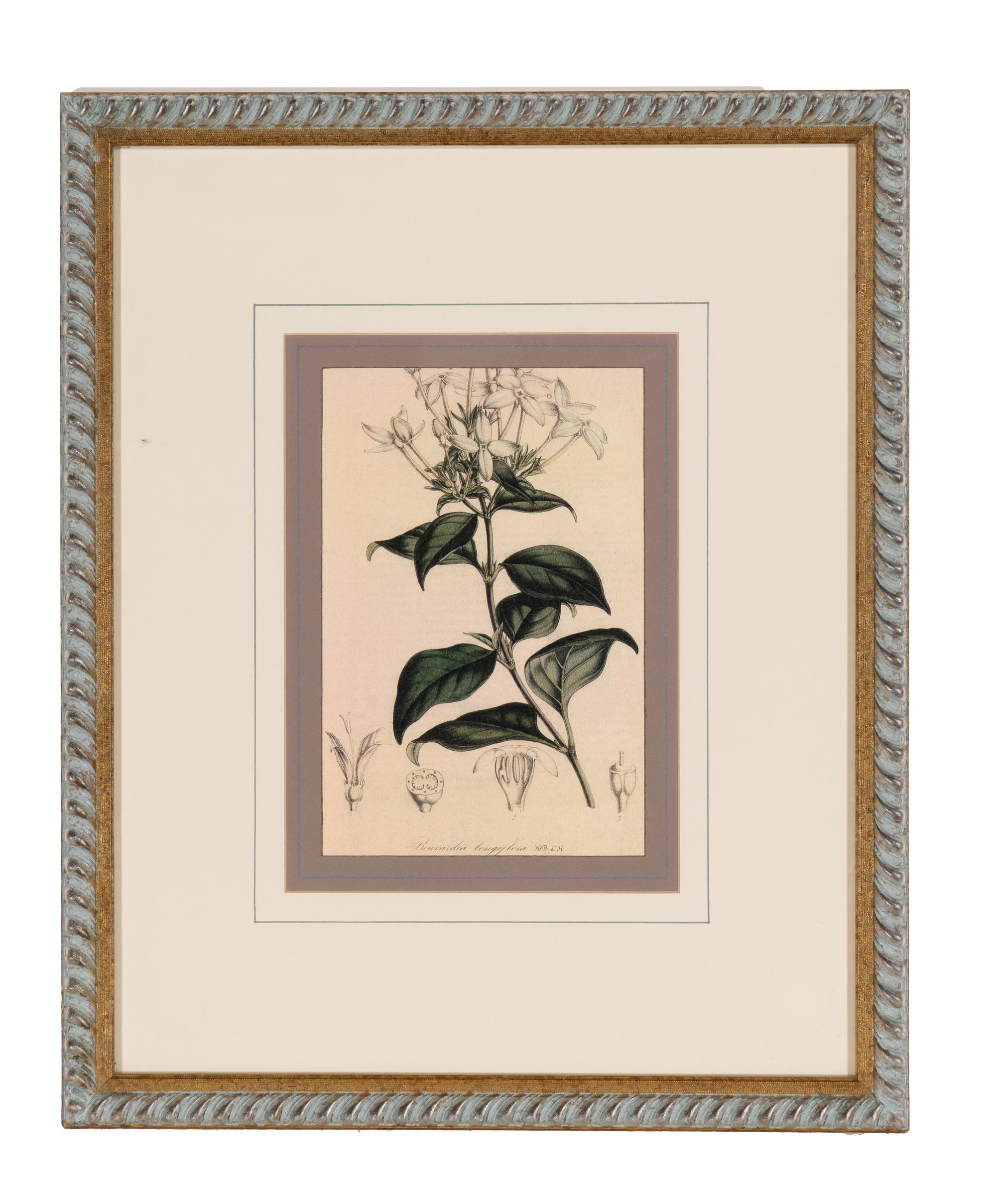 A Set of Six Hand-Colored Botanical Lithographs from L'illustration Horticole: Journal Special Des Serres Et Des Jardins