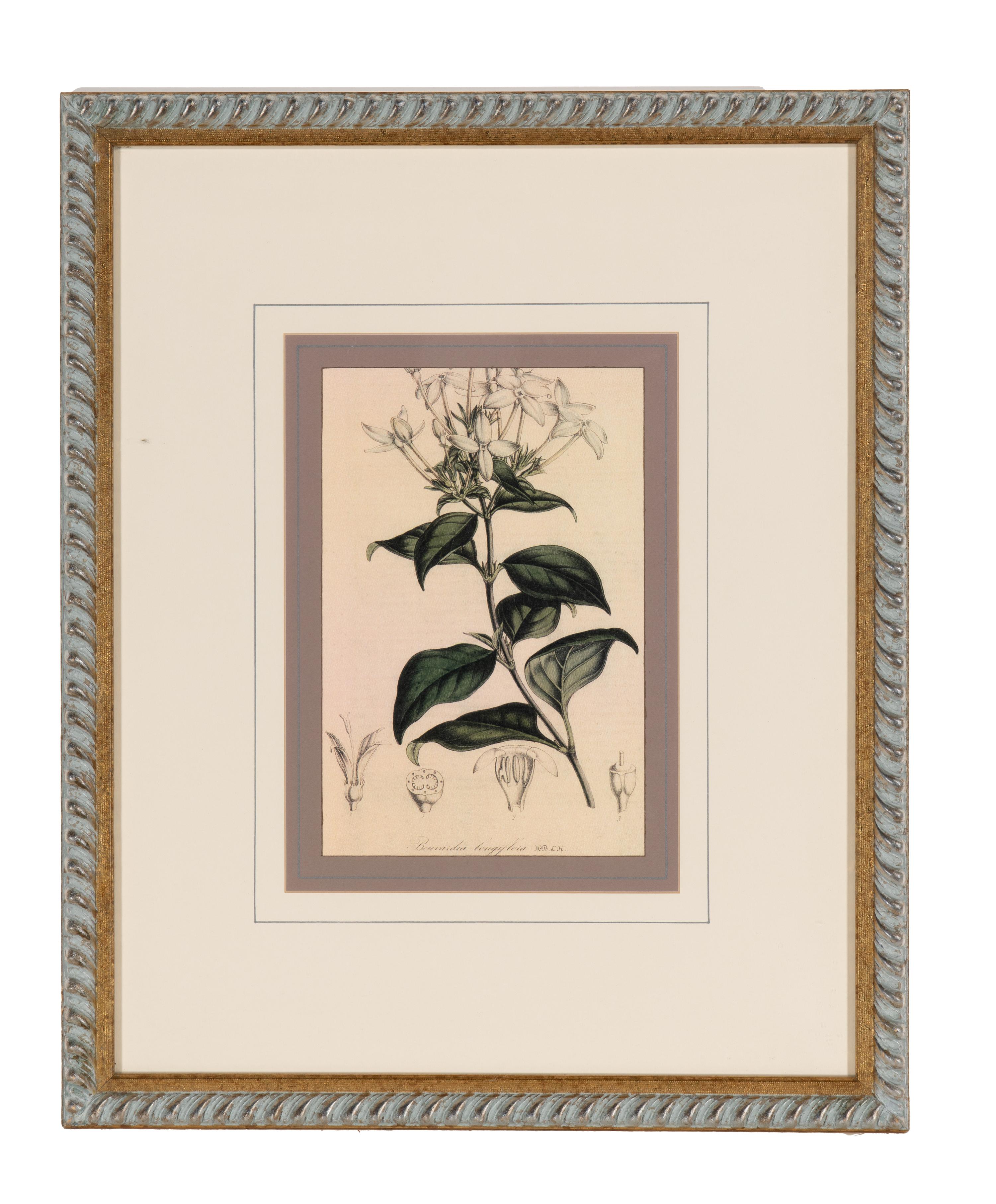A Set of Six Hand-Colored Botanical Lithographs from L'illustration Horticole: Journal Special Des Serres Et Des Jardins
