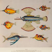 A Suite of Thirteen Framed Giclee Prints of Colorful Tropical Fish — 20TH/21ST CENTURY