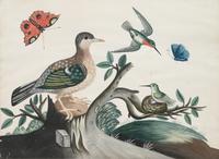 A Set of Six Irish George III Embossed Bird Pictures by Samuel Dixon