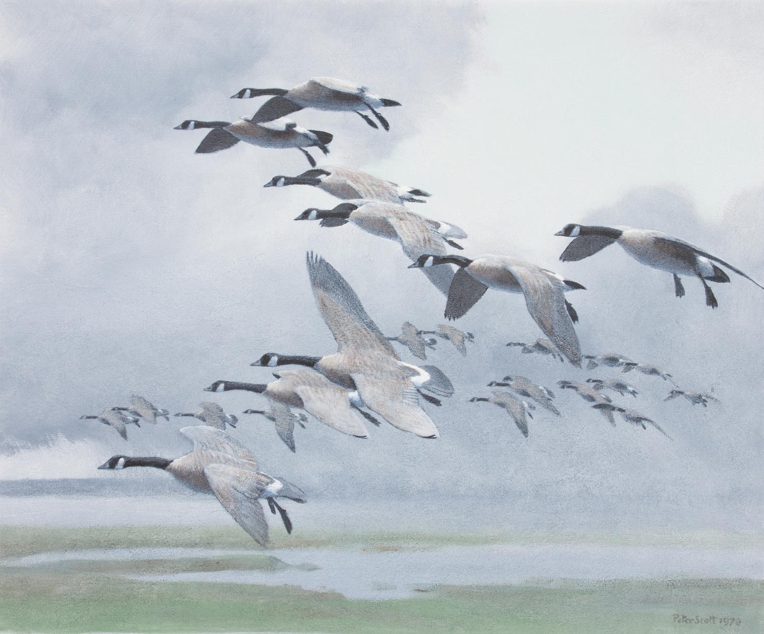 Peter Markham Scott, (British, 1909-1989), Canada Geese Out of a Rain Squall, 1978