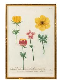 A Set of Six Hand-Colored Botanical Engravings