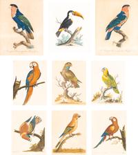 A Group of Nine Hand-Colored Engravings of Birds