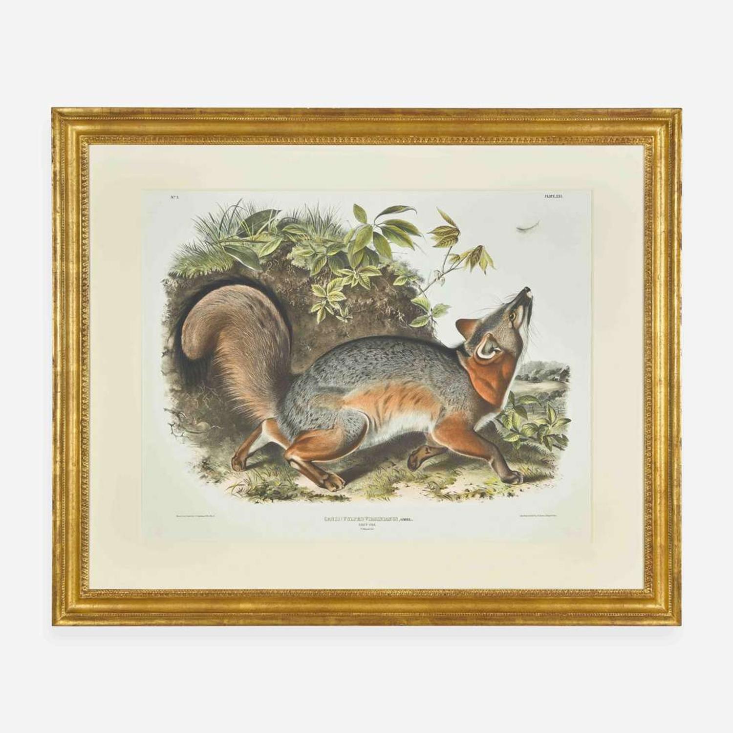[Prints] Audubon, J(ohn). J(ames). Grey Fox