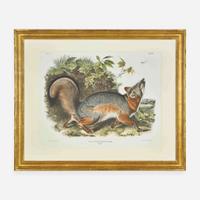 [Prints] Audubon, J(ohn). J(ames). Grey Fox