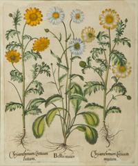 A Set of Six Hand-Colored Botanical Engravings After Basilius Besler (German, 1561-1629) — 19TH CENTURY