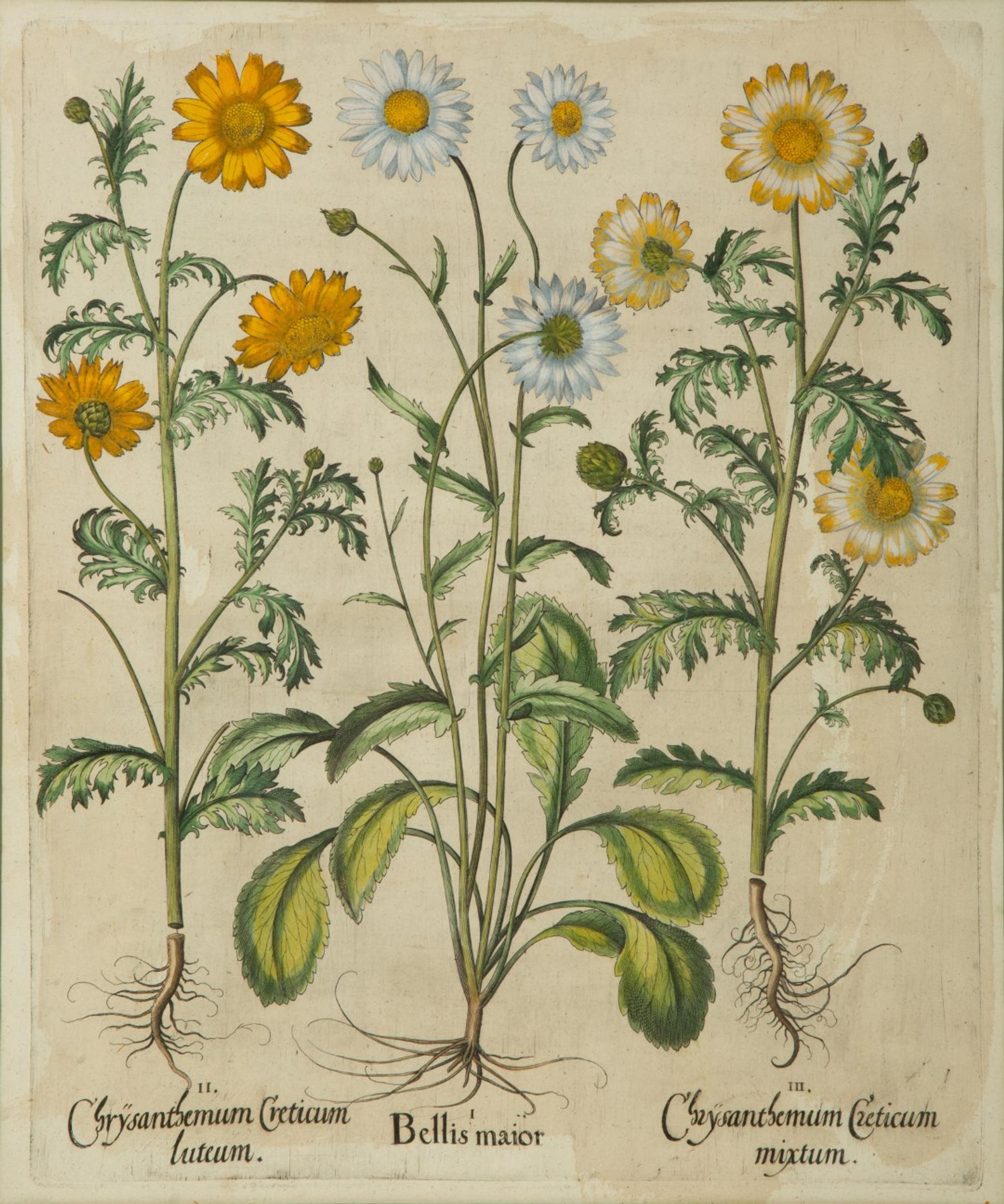 A Set of Six Hand-Colored Botanical Engravings After Basilius Besler (German, 1561-1629) — 19TH CENTURY
