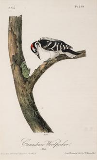 Grouped, see item 1 | A Group of Four Prints of Ground Fowl and Woodpeckers, after John James Audubon (1785-1851)