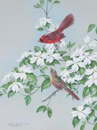 Basil Ede, (British, b. 1931), Cardinal on Dogwood, 1979