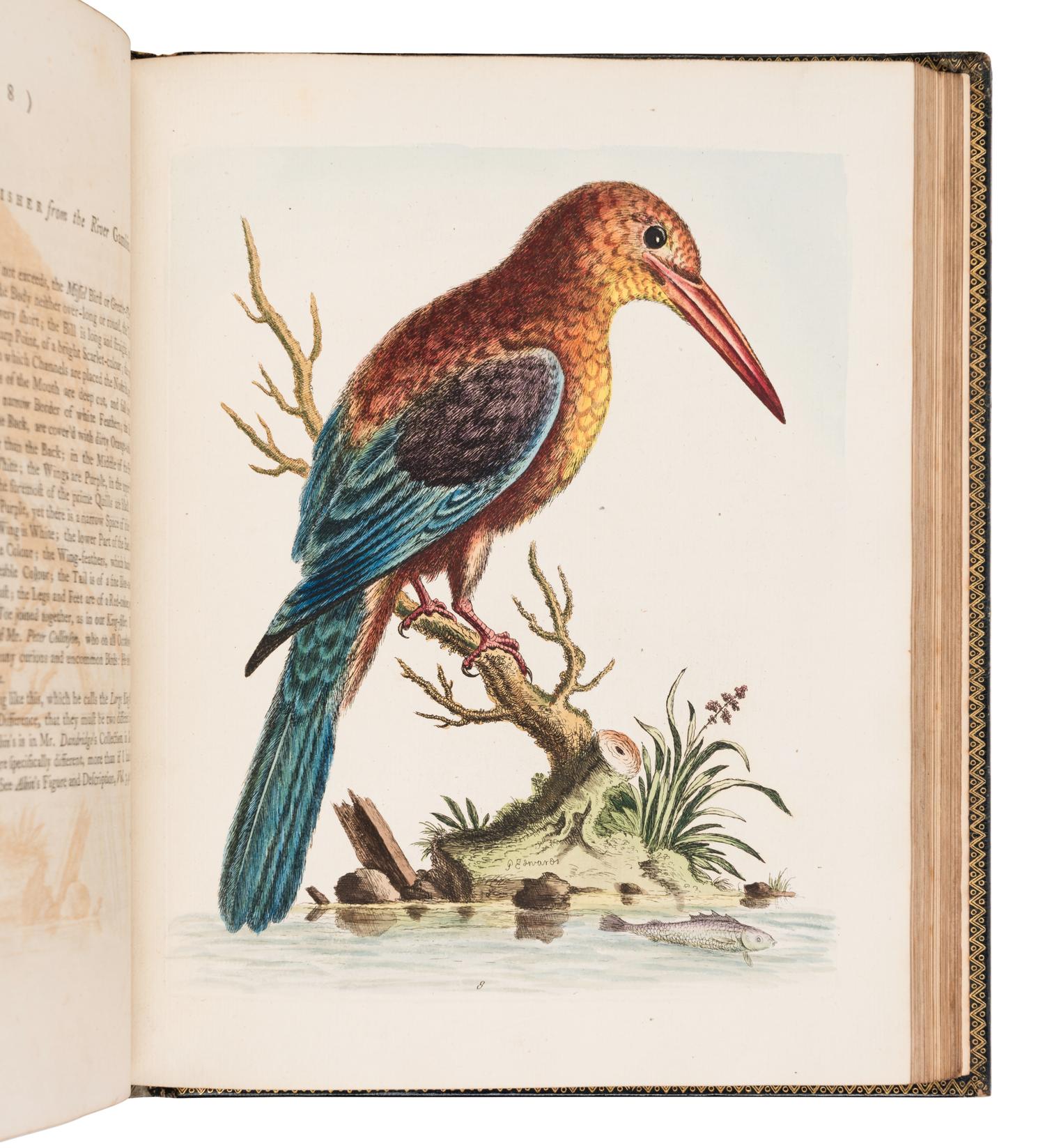 [NATURAL HISTORY]. EDWARDS, George (1694-1773). A Natural History of Uncommon Birds ... London: for the author, [1743]-1751 [but ca 1776]. [ With :] Gleanings of Natural History ....London: for the Author, 1758-1764.