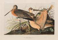 After John James Audubon (American, 1785-1851)