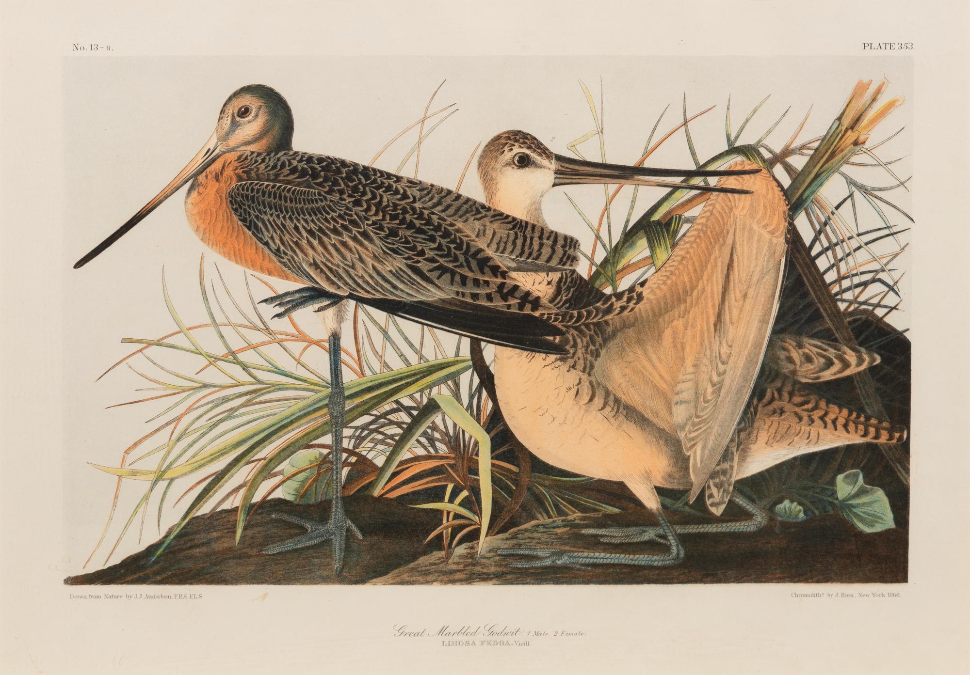 After John James Audubon (American, 1785-1851)