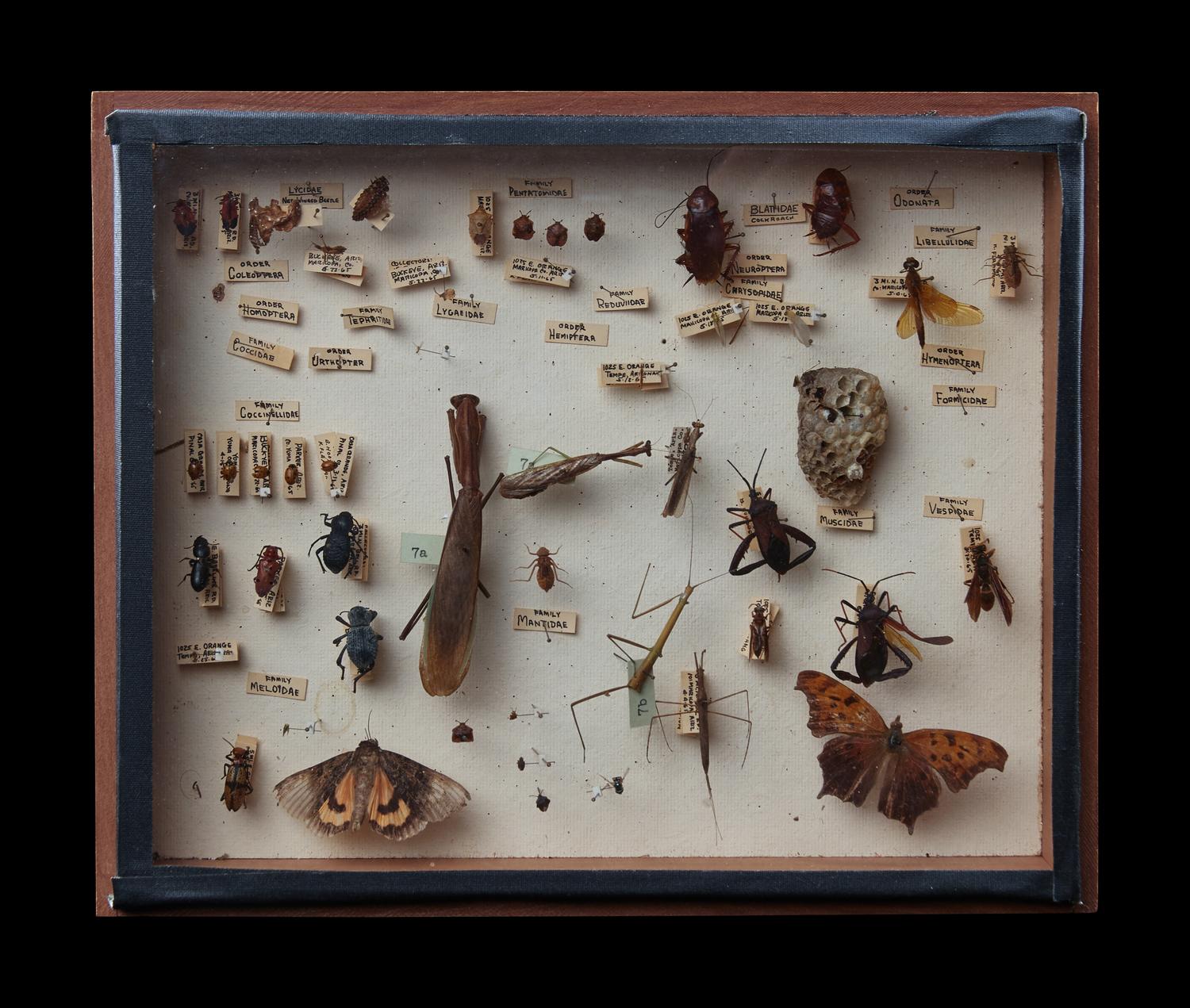 A North American Entomological Display Case