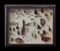 A North American Entomological Display Case