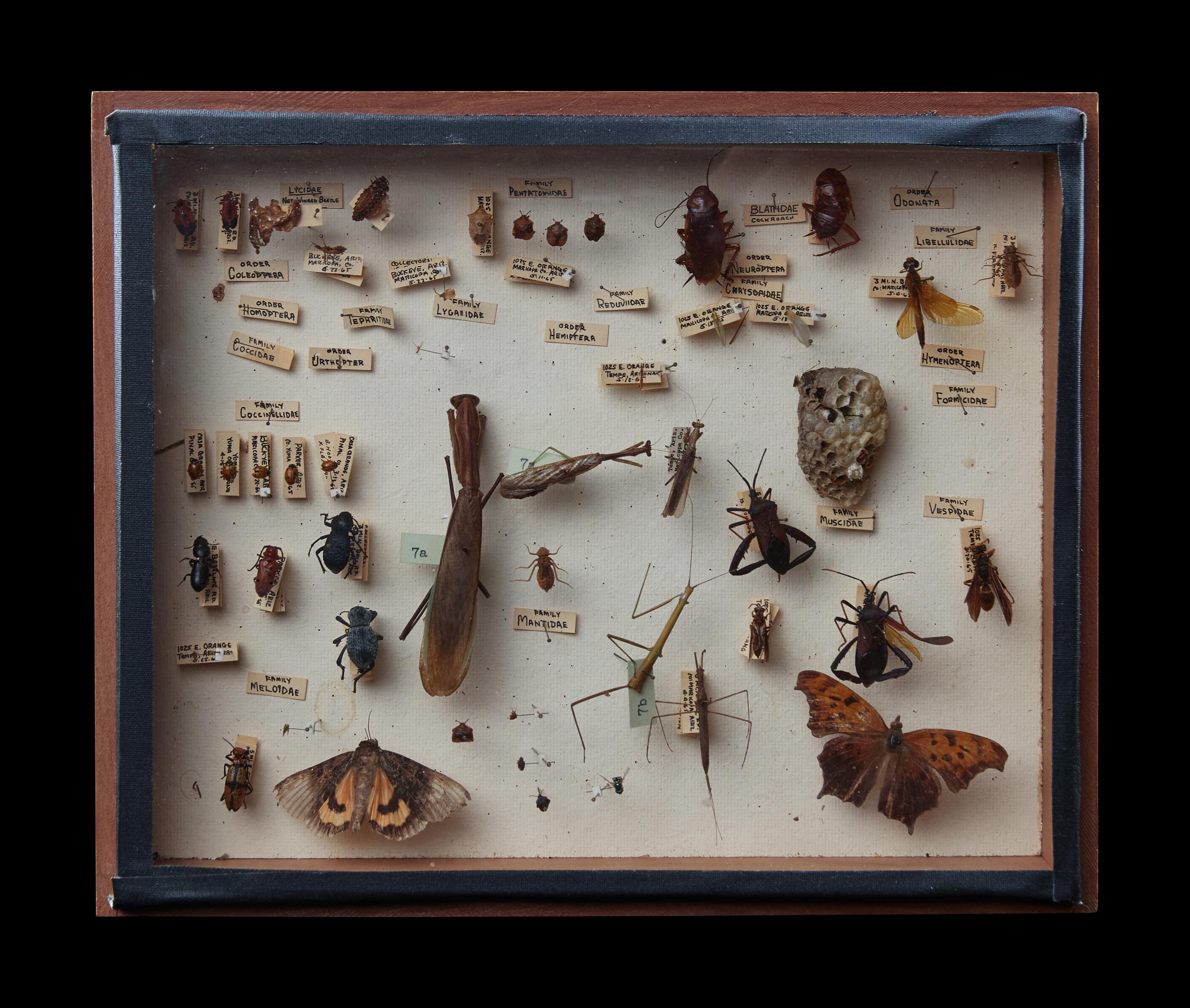 A North American Entomological Display Case