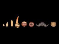 Eight Chinese Yixing Pottery Models of Fruits and Nuts