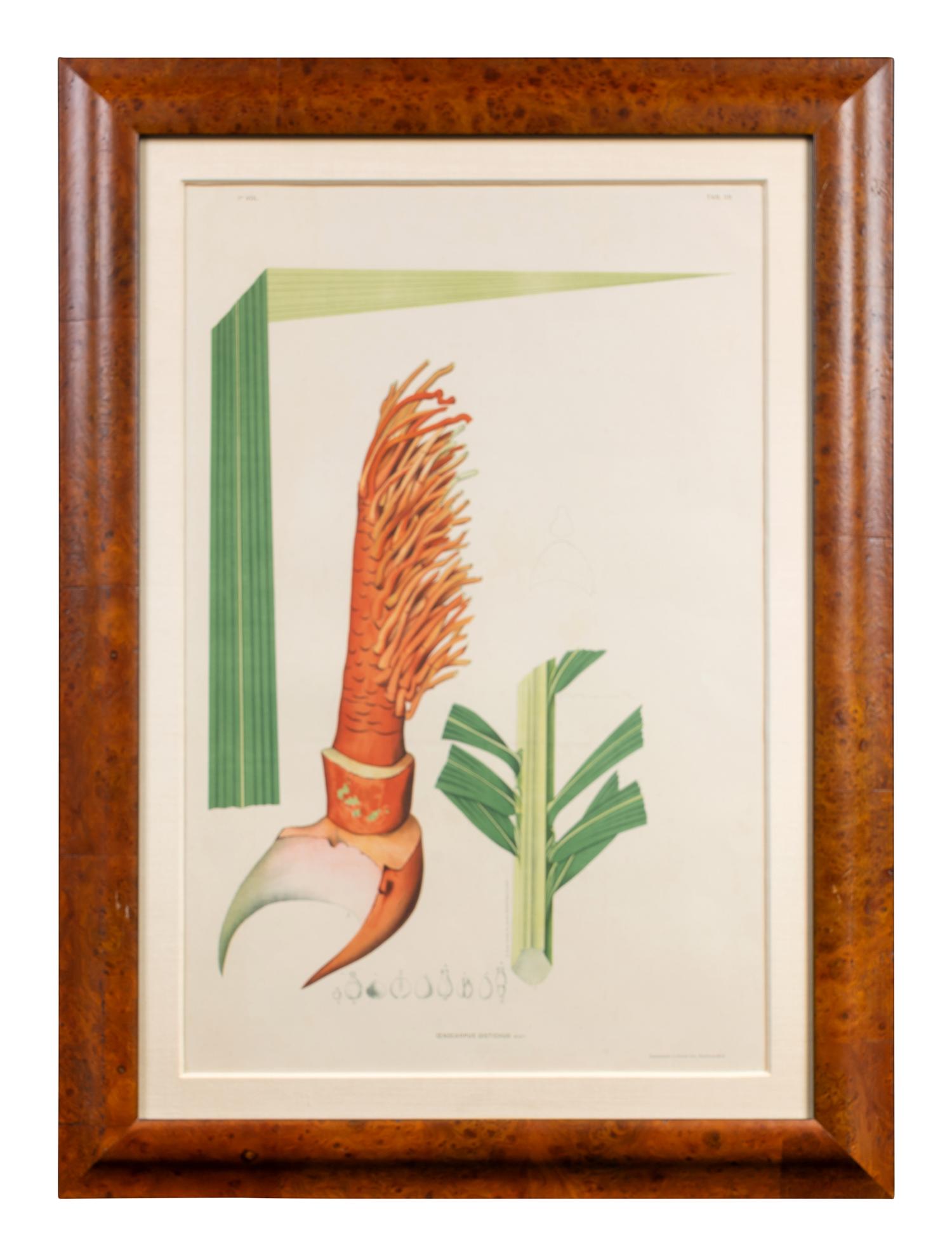 A Set of Eight Framed Botanical Chromolithographs — J Goffin Fils, Bruxelles