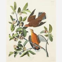 [Prints] Audubon, J(ohn). J(ames). Zenaida dove