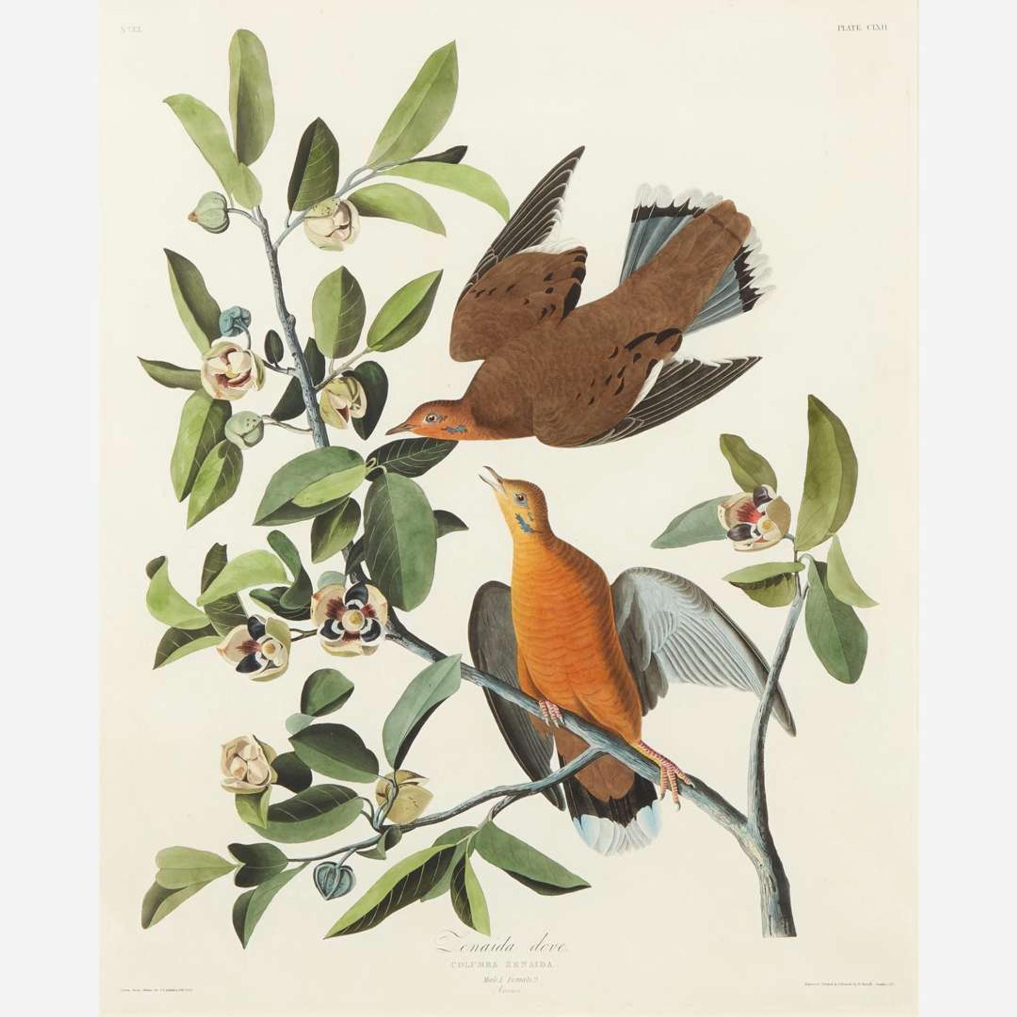 [Prints] Audubon, J(ohn). J(ames). Zenaida dove