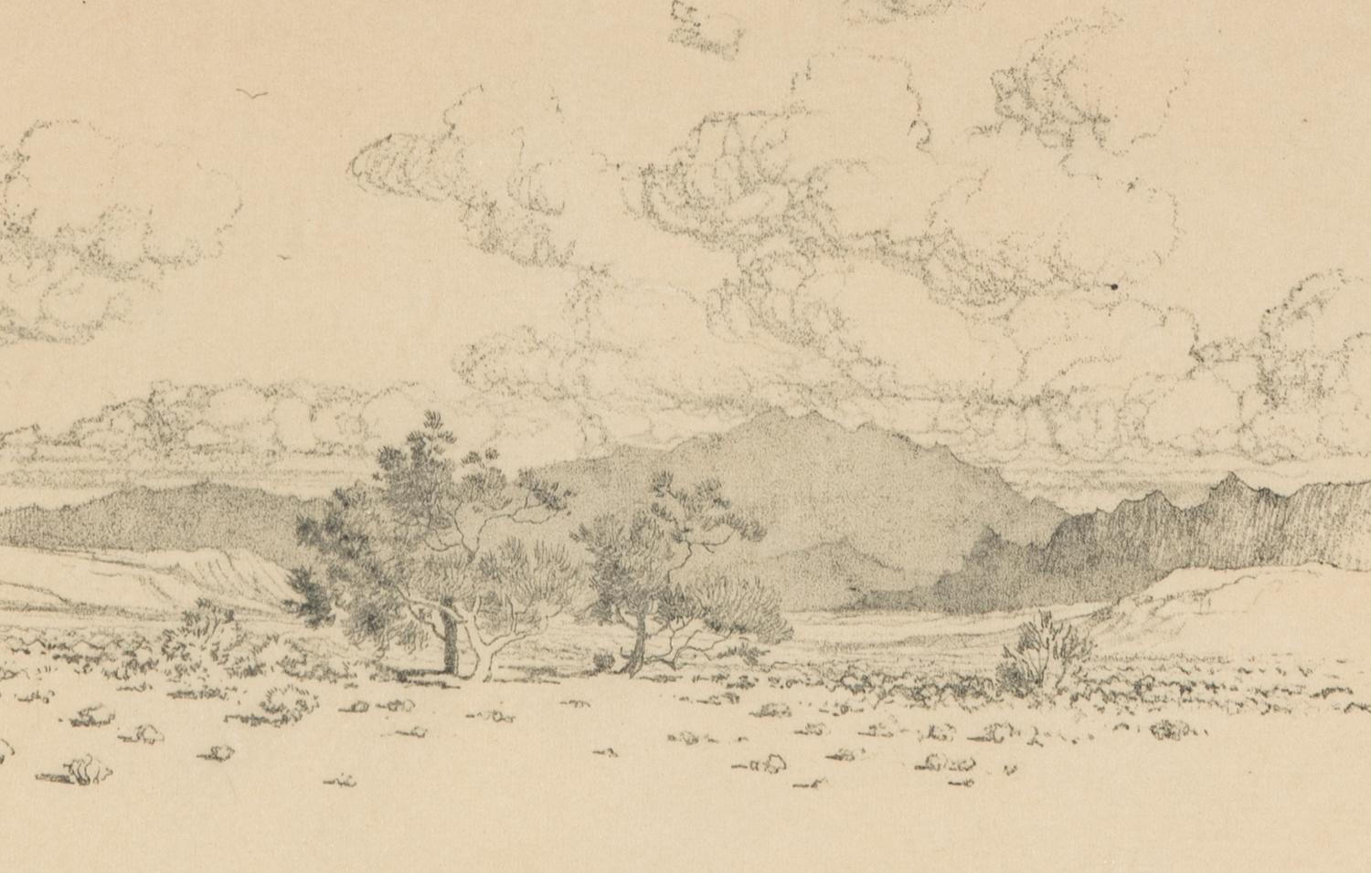 Palo Verde Trees