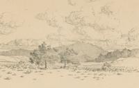 Palo Verde Trees