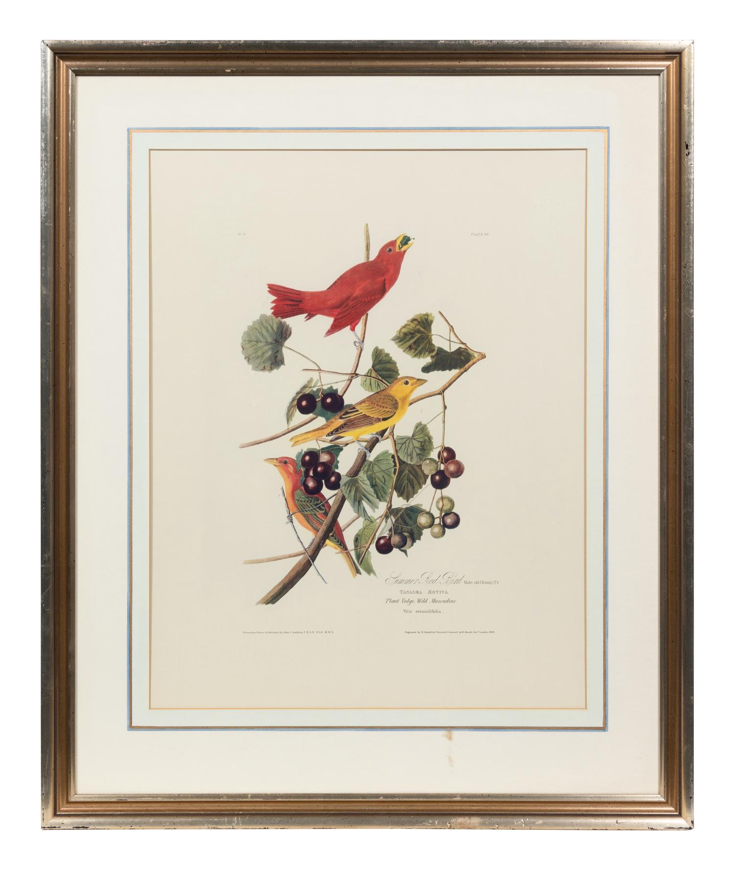 After John James Audubon (American, 1785-1851)