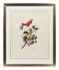 After John James Audubon (American, 1785-1851)