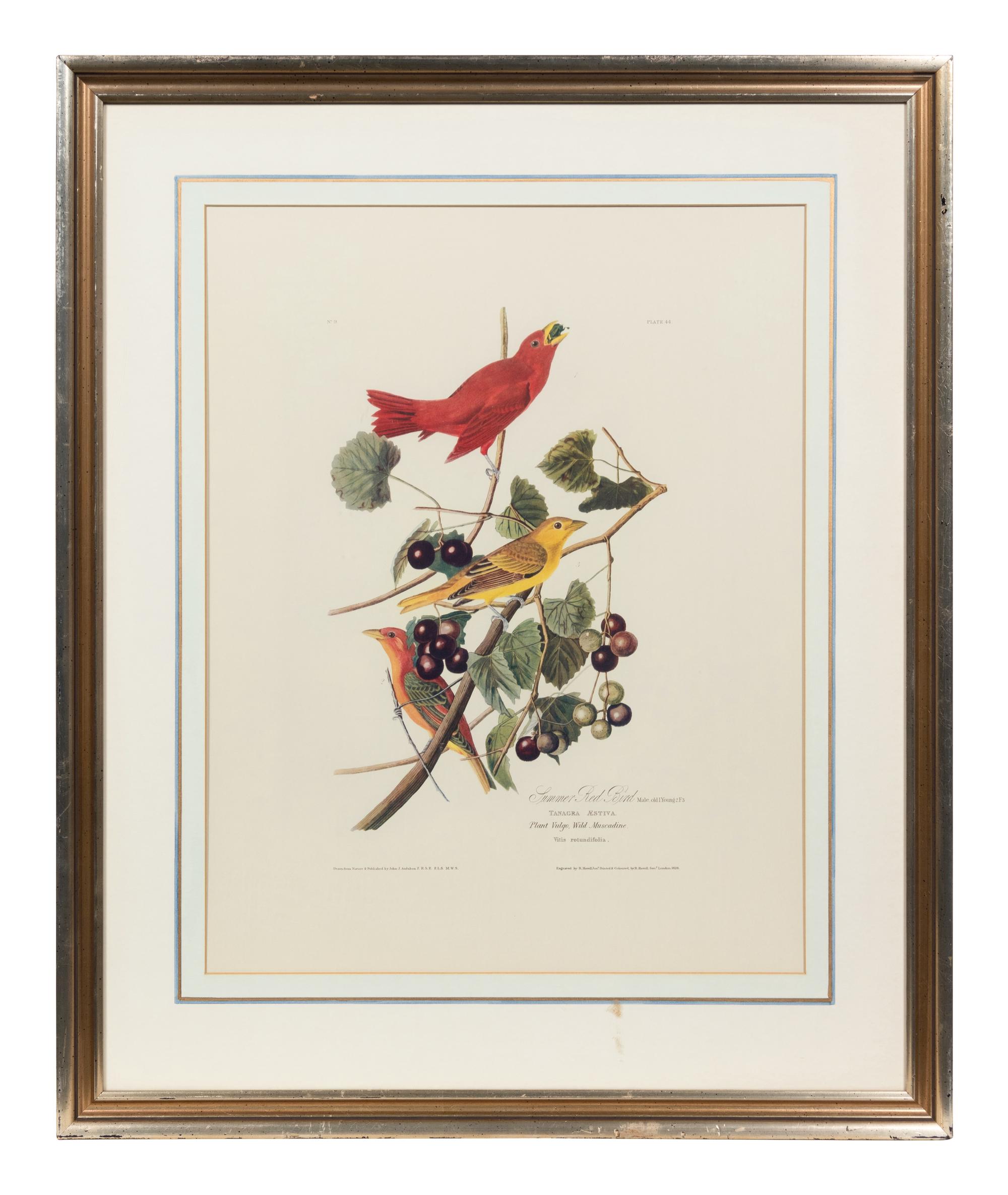 After John James Audubon (American, 1785-1851)