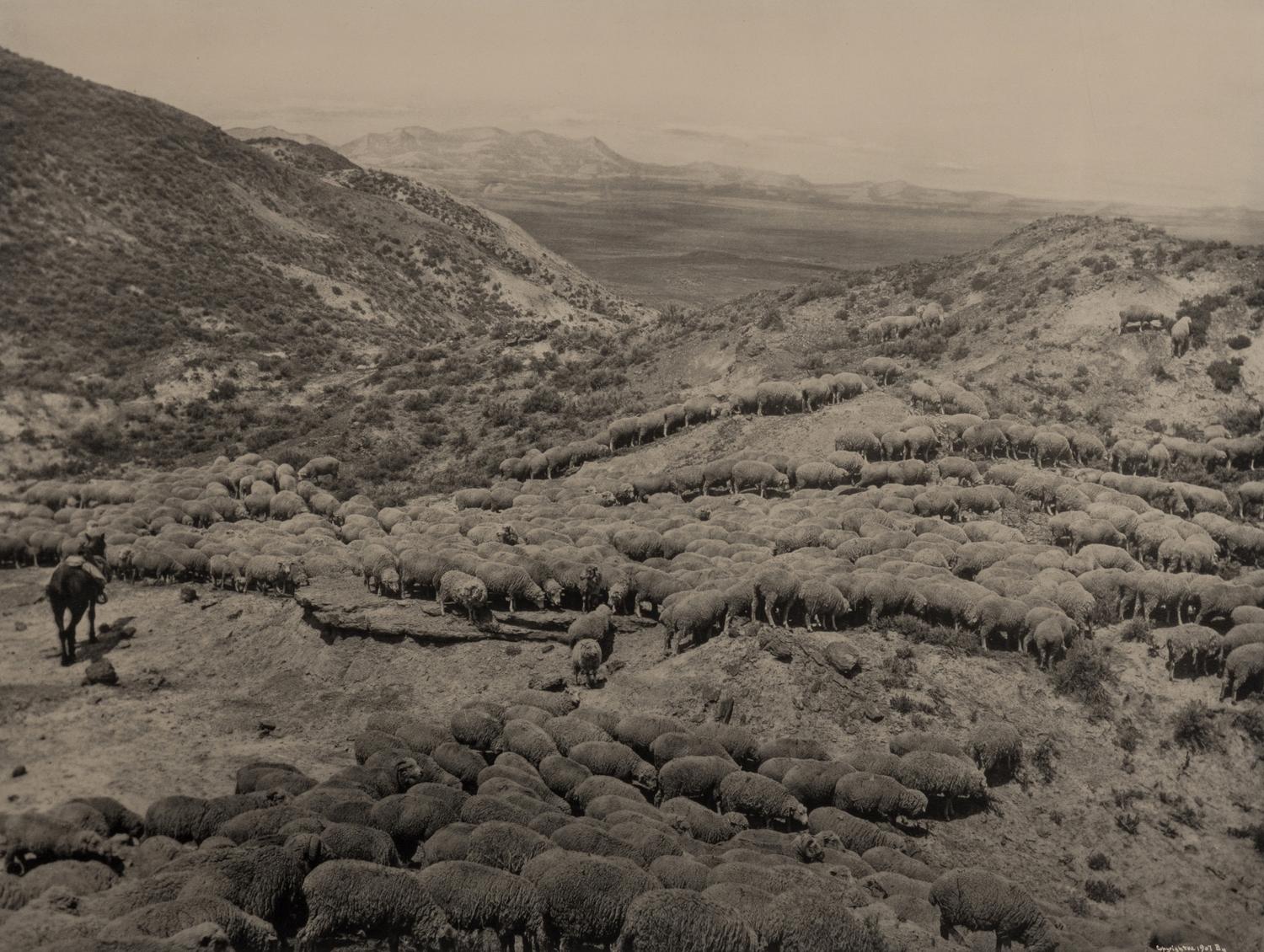 HUFFMAN, Laton Alton (1854-1931), photographer. 2 photogravures of horse and sheep in Montana.