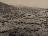 HUFFMAN, Laton Alton (1854-1931), photographer. 2 photogravures of horse and sheep in Montana.