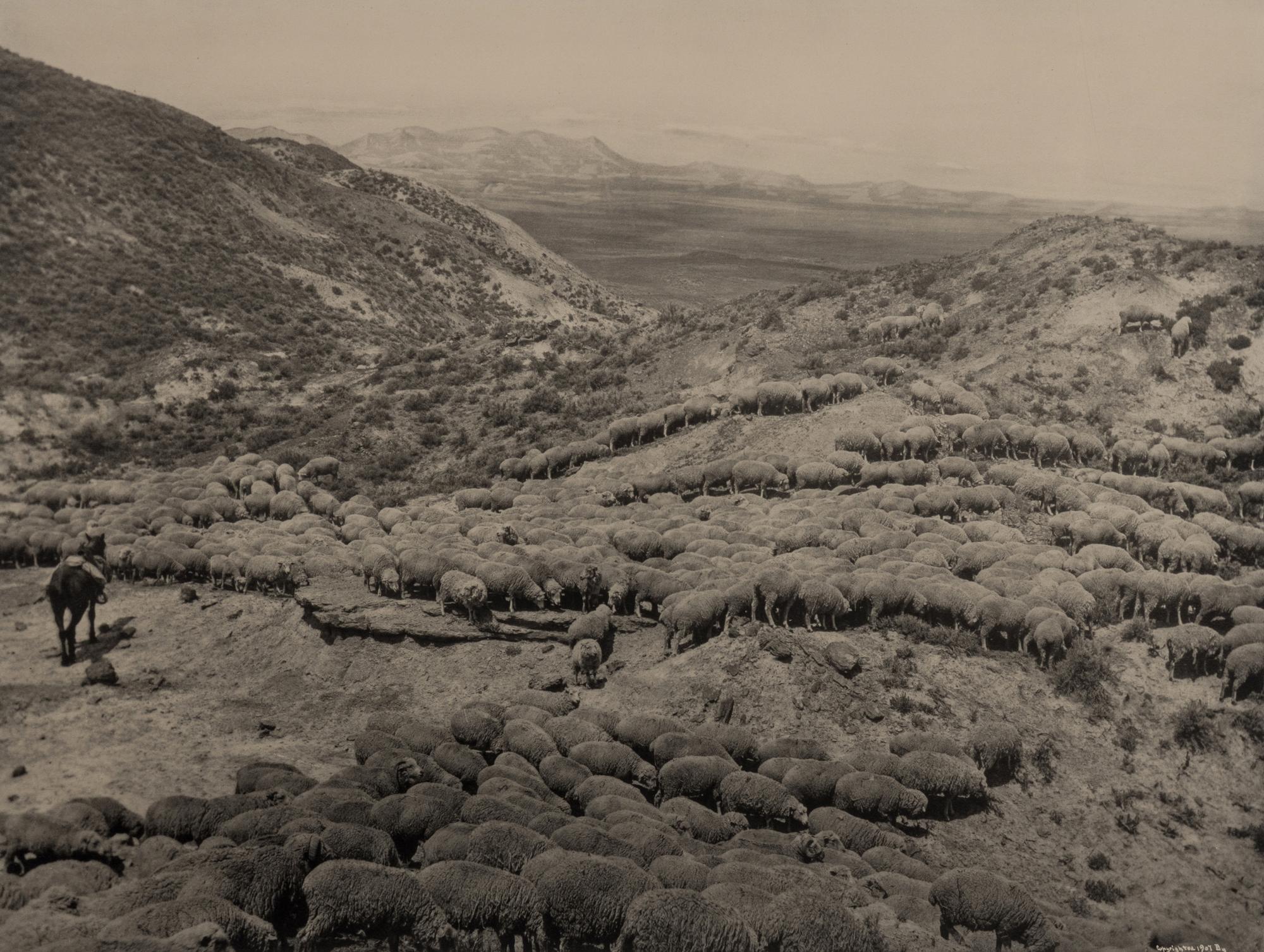 HUFFMAN, Laton Alton (1854-1931), photographer. 2 photogravures of horse and sheep in Montana.